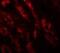 Glutaminase 2 antibody, NBP1-76544, Novus Biologicals, Immunocytochemistry image 