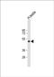 Spermatogenesis Associated 21 antibody, PA5-72045, Invitrogen Antibodies, Western Blot image 