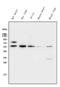 X-Ray Repair Cross Complementing 4 antibody, A00787-1, Boster Biological Technology, Western Blot image 