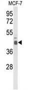 ELF3 antibody, AP51409PU-N, Origene, Western Blot image 