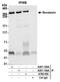 SETX antibody, A700-050, Bethyl Labs, Immunoprecipitation image 