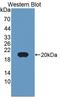 Chordin Like 2 antibody, LS-C373374, Lifespan Biosciences, Western Blot image 