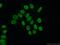 Paraspeckle Component 1 antibody, 16714-1-AP, Proteintech Group, Immunofluorescence image 