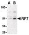 Interferon regulatory factor 7 antibody, LS-B1372, Lifespan Biosciences, Western Blot image 