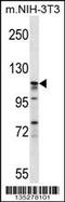 Eukaryotic translation initiation factor 3 subunit C antibody, 58-434, ProSci, Western Blot image 
