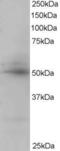Cyclic AMP-responsive element-binding protein 3-like protein 4 antibody, LS-B2272, Lifespan Biosciences, Western Blot image 