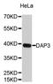 Death Associated Protein 3 antibody, A3342, ABclonal Technology, Western Blot image 