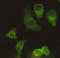 Kinesin-like protein KIF11 antibody, LS-B14243, Lifespan Biosciences, Immunocytochemistry image 
