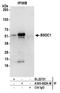 BSD Domain Containing 1 antibody, A305-682A-M, Bethyl Labs, Immunoprecipitation image 