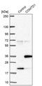 Catechol-O-Methyltransferase Domain Containing 1 antibody, PA5-59899, Invitrogen Antibodies, Western Blot image 