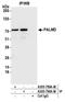 Palmdelphin antibody, A305-790A-M, Bethyl Labs, Immunoprecipitation image 