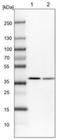 DNA Meiotic Recombinase 1 antibody, NBP1-82838, Novus Biologicals, Western Blot image 