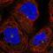 KxDL Motif Containing 1 antibody, NBP1-82056, Novus Biologicals, Immunofluorescence image 