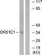 Olfactory receptor 51E1 antibody, TA312480, Origene, Western Blot image 