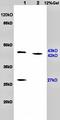 PACAP27 antibody, GTX37576, GeneTex, Western Blot image 