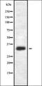 HOR5'Beta13 antibody, orb335528, Biorbyt, Western Blot image 