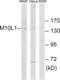 Mov10 Like RISC Complex RNA Helicase 1 antibody, LS-C120276, Lifespan Biosciences, Western Blot image 