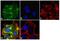 Matrix Metallopeptidase 2 antibody, 436000, Invitrogen Antibodies, Immunofluorescence image 