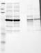 C-X-C Motif Chemokine Receptor 4 antibody, TA590057, Origene, Western Blot image 