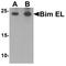 BCL2 Like 11 antibody, A01552-2, Boster Biological Technology, Western Blot image 