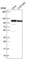Catenin alpha-1 antibody, HPA063535, Atlas Antibodies, Western Blot image 