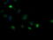 Mitochondrial Ribosomal Protein S34 antibody, M14945, Boster Biological Technology, Immunofluorescence image 