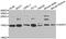 H2A Histone Family Member Z antibody, abx005072, Abbexa, Western Blot image 