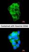 PPFIA Binding Protein 2 antibody, orb69918, Biorbyt, Immunocytochemistry image 