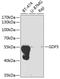 Growth Differentiation Factor 5 antibody, 18-392, ProSci, Western Blot image 