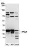 60S ribosomal protein L29 antibody, A305-056A, Bethyl Labs, Western Blot image 
