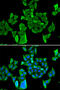 Cell Division Cycle And Apoptosis Regulator 1 antibody, 15-094, ProSci, Immunofluorescence image 