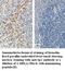 U2 small nuclear ribonucleoprotein auxiliary factor 35 kDa subunit-related protein 1 antibody, MBS415639, MyBioSource, Immunohistochemistry frozen image 