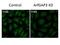 ADP-ribosylation factor GTPase-activating protein 3 antibody, A06839, Boster Biological Technology, Immunofluorescence image 
