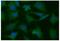 Phosphoglycerate Mutase 1 antibody, GTX31959, GeneTex, Immunofluorescence image 