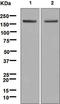 GLI Family Zinc Finger 1 antibody, TA310536, Origene, Western Blot image 