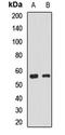 PHD1 antibody, orb412084, Biorbyt, Western Blot image 