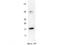 Interleukin-17F antibody, TA319519, Origene, Western Blot image 