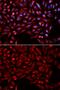 Nuclear receptor subfamily 1 group I member 3 antibody, GTX55731, GeneTex, Immunofluorescence image 
