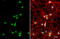RAB11B, Member RAS Oncogene Family antibody, GTX119095, GeneTex, Immunofluorescence image 