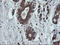 Ubiquitin Conjugating Enzyme E2 J1 antibody, LS-C174070, Lifespan Biosciences, Immunohistochemistry frozen image 