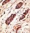 Stromelysin-2 antibody, AP13167PU-N, Origene, Immunohistochemistry frozen image 