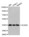 Acyl-CoA Dehydrogenase Short Chain antibody, abx000907, Abbexa, Western Blot image 