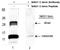 Growth Differentiation Factor 15 antibody, AP09407PU-S, Origene, Western Blot image 