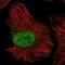 Zinc Finger Protein 692 antibody, NBP2-37973, Novus Biologicals, Immunocytochemistry image 
