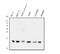 CST3 antibody, M00961-1, Boster Biological Technology, Western Blot image 