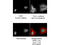 Ring Finger Protein 2 antibody, A01209-1, Boster Biological Technology, Immunofluorescence image 