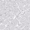 Protein HEXIM2 antibody, HPA028455, Atlas Antibodies, Immunohistochemistry frozen image 