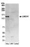 LIM And Calponin Homology Domains 1 antibody, A304-933A, Bethyl Labs, Western Blot image 