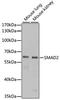 HsMAD2 antibody, LS-C746992, Lifespan Biosciences, Western Blot image 