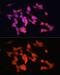 ELAV Like RNA Binding Protein 3 antibody, GTX33177, GeneTex, Immunofluorescence image 